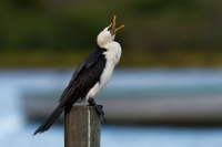 Kormoran cernobily - Microcarbo melanoleucos - Little Pied Cormorant 3586